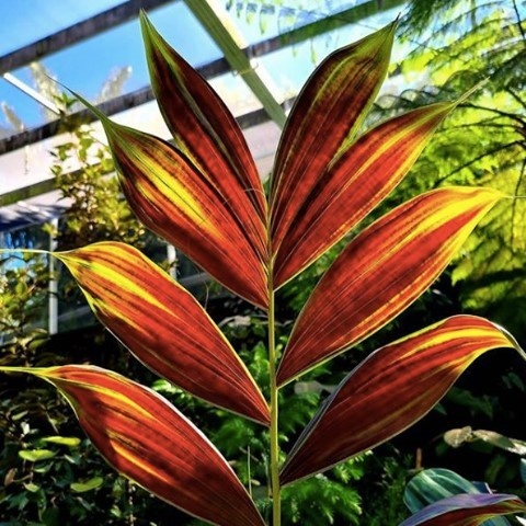 Spend the day in your very own Tropical Oasis enjoying the fresh outdoor air! 💚
.
📸: Calyptrocalyx pachystachys in the Tropical Plant Conservatory has spectacular color on emerging leaves! @chadhusby
.
#fairchildtropicalbotanicgarden #tropicalplants #beautifulplaces #gardenlife #faichildgarden