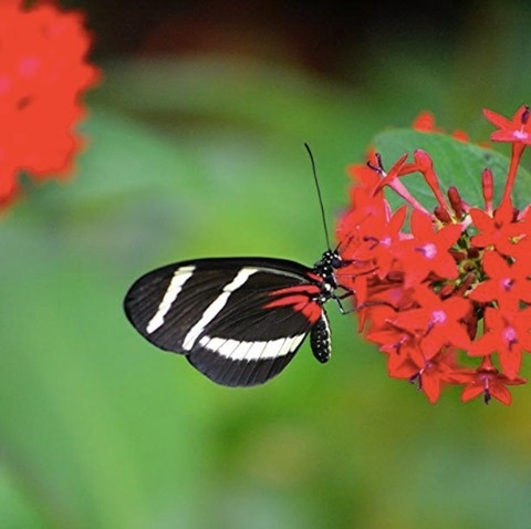 Looking for something fun and safe to do tomorrow on New Year's Day?  Spend some time with our fluttering friends in our Exotic Butterfly Exhibit!  We are open for you to recharge in a safe, peaceful, and beautiful tropical wonderland. 🦋