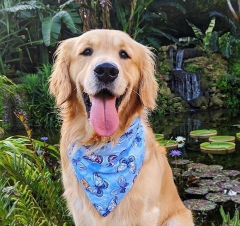 Spend some time with your pup at the Garden tomorrow! 🐶 Take a stroll, enjoy some treats from the Glasshouse Cafe, and maybe even join in on our popular DOGA class with @redcheetahyoga
.
📸  @it_is_a_pancake_life
#dogdates #fairchildtropicalgarden #beautifulplaces