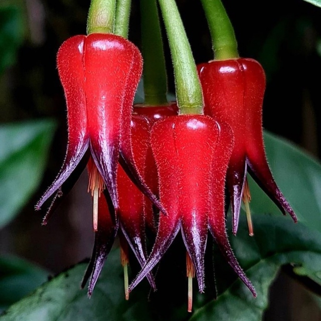 This amazing tropical epiphytic blueberry relative from Ecuador, Ceratostema silvicola, has one of the most beautiful flowers. Not only do the flowers have exquisite jewel-like beauty, but they are also edible! It is thriving in our Tropical Plant Conservatory.  Many thanks to @atlbotanical for sharing this with us and @determannron for introducing it to cultivation in the US! 💚
.
Thank you to our Chief Explorer @chadhusby for this spectacular photo!
.
#fairchildtropicalgarden #fairchildgarden #beautifulplaces #tropicalplants