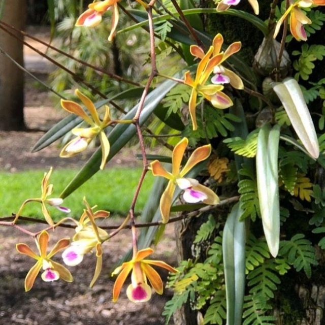 Now you can help restore our South Florida orchids right from home! 💚
.
@millionorchidproject is propagating millions of native orchids for reintroduction into South Florida’s urban landscapes. Our orchid experts have prepared restoration kits containing the native and beautiful Encyclia tampensis, with everything you need to attach them to your trees.  These plants have been germinated in our orchid lab, from seeds we collected. 

Link in bio to purchase your orchid restoration kit today! 
.
Encyclia tampensis (origin: Miami-Dade County), also called the "Butterfly Orchid”: this hardy orchid grows well on a wide variety of hardwood trees including live oaks, mahogany, cypress, buttonwood, and fruit trees. It forms dense clusters along shady horizontal branches and flowers May-July.
.
#fairchildtropicalgarden #southfloridaorchids #beautifulplaces