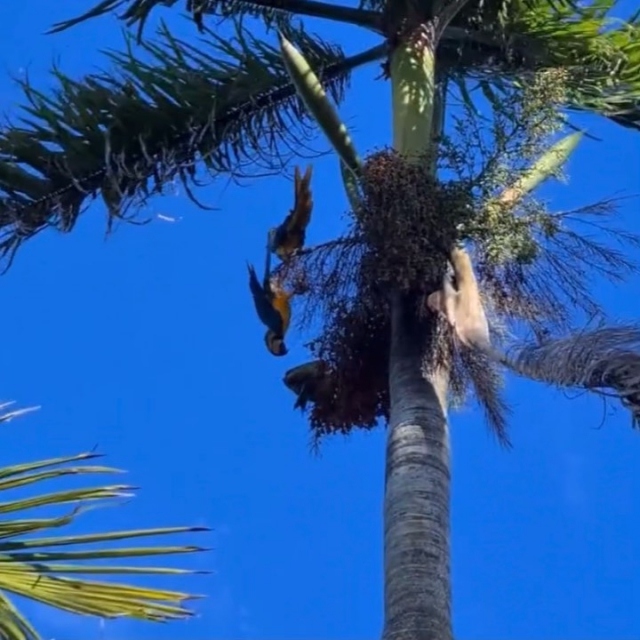 Blue and yellow Macaws enjoying this beautiful day, feasting on Royal Palm fruit at the Garden. 🌴
.
The blue-and-yellow macaw (Ara ararauna), also known as the blue-and-gold macaw, is a large neotropical parrot with mostly blue top parts and light orange underparts.  They are popular in avicultura because of their striking color, ability to talk and close bonding to humans. 😊
.
Video by @chadhusby 
.
#gardenlife #fairchildtropicalgarden #beautifulplaces #fairchildgarden