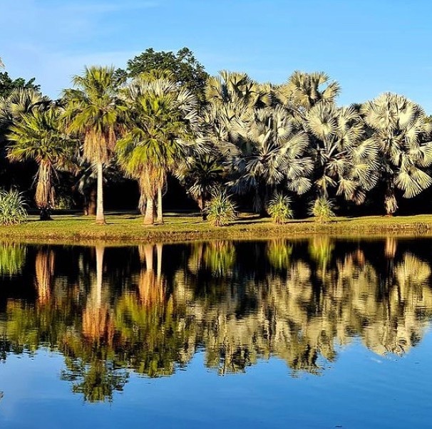 Reflections on Royal Palm Lake on this beautiful winter day here in Miami. 😍💚
.
Did you know the Garden landscape plan was designed by William Lyman Phillips. One of the beautiful elements of the design is the use of the lakes as reflecting pools for the surrounding palms. 🌴
.
#fairchildtropicalgarden #beautifulplaces #gardenlife #fairchildgarden #gardenlife #tropicalgardens