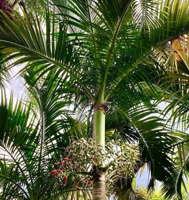Life is definitely better with Palm Trees. 🌴🌴🌴 The Carpoxylon macrospermum is an elegant solitary palm from Vanuatu with arching leaves held atop a long green crown shaft. 
.
Our experts have this beauty ready for your home Garden. Link in bio to purchase Fairchild plants! 💚
