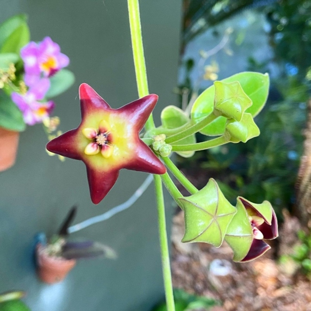 Yes...It's REAL! This hybrid Hoya, Hoya ‘Optimistic’ is a unique plant that typically grows as an epiphyte, which means it is a plant that grows on another plant. Its star shaped flowers are each about 1 1/2 inches wide and grow in beautiful clusters 😊 You will find this Hoya growing happily above the entrance of our new Innovation Studio in the rainforest.  More of this beauty and other Hoyas coming to the Garden soon 💚
.
#fairchildtropicalgarden #gardenlife #tropicalplants #fairchildgarden #beautifulplaces