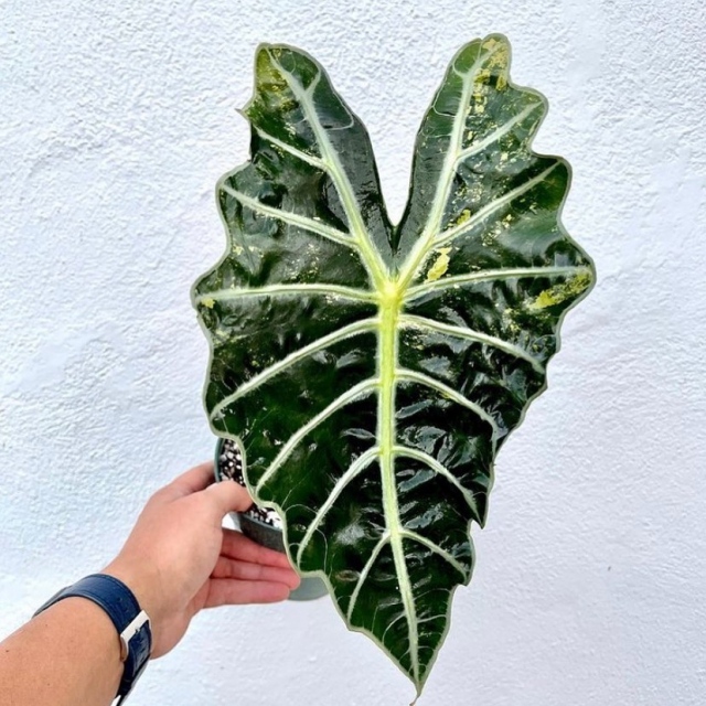 Looking for something fun and safe to do today with the ones you love? ❤️ Come to the sweetest stroll at the Garden! 🍭 We’ve got sweet treats, your favorite local artisan and plant vendors, and a tropical oasis to explore!
.
@dadeplantco @dolcimiami @macramedelrey @piehighchefs @keezbeezhoney @artsyneedle @nancyreynafineart @leafstork @najies_addiction and more!!!