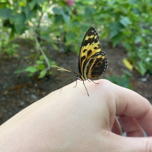 Our beautiful exotic butterflies are always so friendly and eager to meet you! 🦋 Come visit Wings of the Tropics...definitely an experience you don’t want to miss! 💚
.
📸: Tithorea harmonia
.
#fairchildtropicalgarden #butterflies #wingsofthetropics #beautifulplaces #fairchildgarden