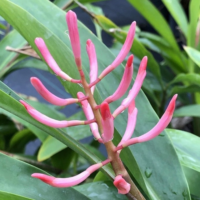 Add this beauty to your home garden! Riedelia corallina, Coral ginger, has glossy paddle-shaped leaves that reach 3-4 feet in height.  It gets its name from the very red flowers held in dense inflorescences that grow on stalks close to the ground below the leaves.  It does well in part shade to shade with supplemental water during dry periods.💚
.
Link in bio to purchase Fairchild plants grown by our experts just for you 🌱