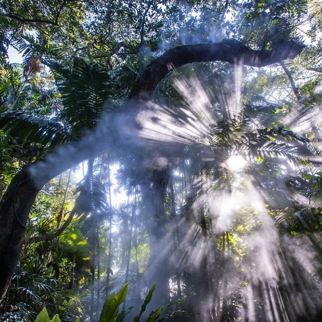 Have you ever been to the rainforest?  Travel through a veil of mist as you discover the wonders of a tropical rainforest right here at Fairchild. 💚🦋
.
#fairchildtropicalgarden #beautifulplaces #thetropics #fairchildgarden