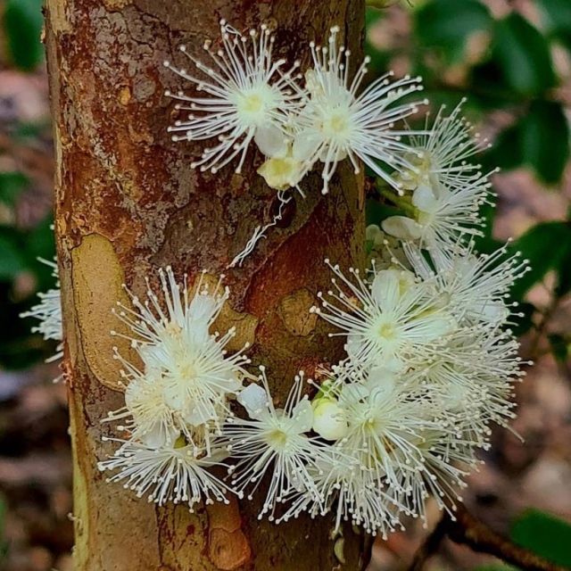 The Children’s Garden is now reopen and this beauty is in bloom to welcome back all the kiddos! 💚 The legendary jaboticaba or Brazilian grape tree, Plinia cauliflora, is blooming for the first time in the Children's Garden @FairchildGarden. This tree earns its specific epithet "cauliflora" since its trunk does indeed produce lovely flowers and then tasty fruits.
.
📸: @chadhusby #fairchildtropicalgarden  #beautifulplaces