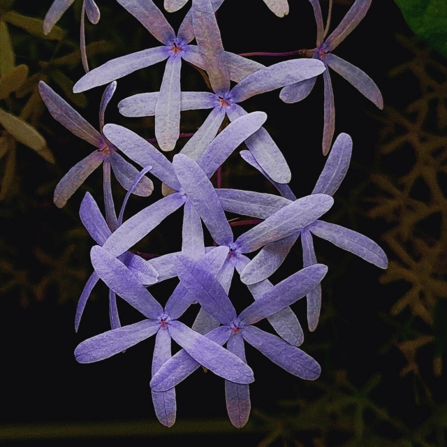The spectacular Queens wreath (Petrea volubilis) is showing off its elegant violet petals outside of the Garden House 💚
.
#fairchildtropicalgarden #beautifulplaces #fairchildgarden #tropicalants