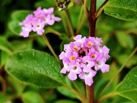 For the first time we have Lantana involucrata (Bahamas form) available through our online plant sale. 💚 This is a special form of wild sage from The Bahamas, with a unique lavender flower color. Its soft, light green leaves give off a spicy aroma when crushed. And a bonus to this beauty...Wild sage is an excellent source of nectar for many kinds of butterflies. 🦋
.
Link in bio to purchase fairchild plants