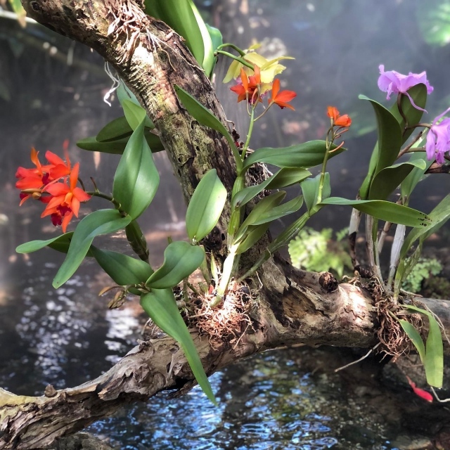 Orchids are in Bloom! Come take a walk through our @nationalorchidgarden to discover thousands of orchids which have been planted on trees and palms throughout the Tropical Rainforest and other Garden exhibits. You will find award-winning hybrids, popular varieties, and extra-tropical species.  And as a special treat, this weekend and next, your favorite orchid vendors will be at the Garden so you can add just a few more orchids to your collection!☺️Link in bio for more info
.
#fairchildtropicalgarden #orchidsofinstagram #fairchildgarden #beautifulplaces