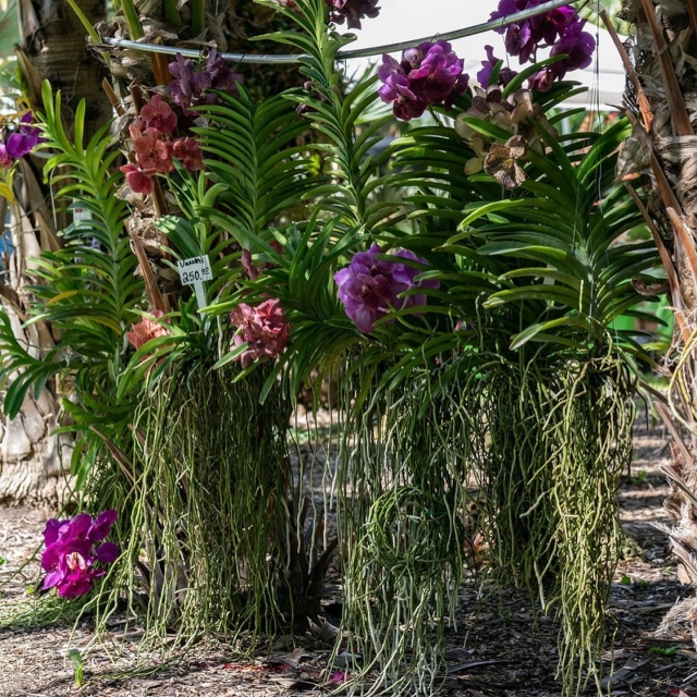 Just one more orchid...I promise (maybe)💚😍
.
Looking for something fun to do today? Come to the Garden...we’ve got orchid, artisan, and plant vendors, walking tours with our experts, food trucks, and 83 acres of paradise.💚
.
#fairchildtropicalgarden #orchidsofinstagram #fairchildgarden #fairchildgarden #beautifulplaces
📸: @jaimesnphotography 😊