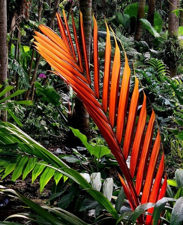 Calyptrocalyx albertianus is a spectacular palm from New Guinea that is thriving in our Tropical Rainforest. The new leaves are vibrant red! The reverse osmosis water from the cloud forest allows us to grow many plants in the Rainforest that would not survive there before.💚
📸: @chadhusby 
.
#fairchildgarden #beautifulplaces #tropicaleainforest #fairchildtropicalgarden