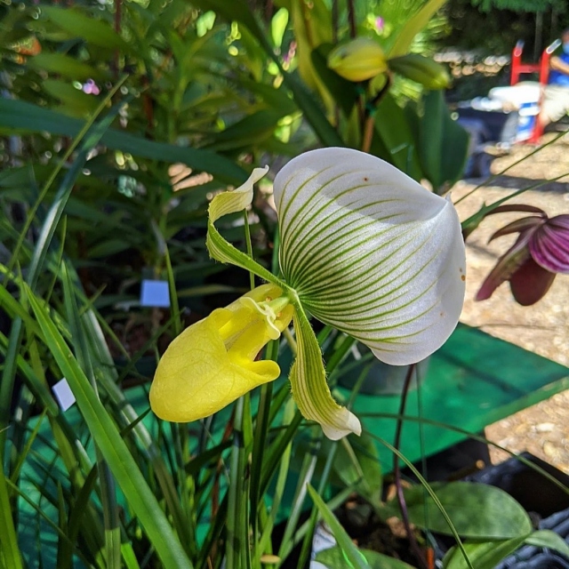 It’s time for another weekend of Orchids in Bloom! ☀️ This Saturday and Sunday shop with local orchid, artisan, and plant vendors, take walking tours with our experts through the National Orchid Garden, enjoy delicious food, and more! 💚 
Get your tickets now: link in bio. 
.
#fairchildtropicalgarden #orchidsofinstagram #fairchildgarden #fairchildgarden #beautifulplaces
📸: @jaimesnphotography 😊