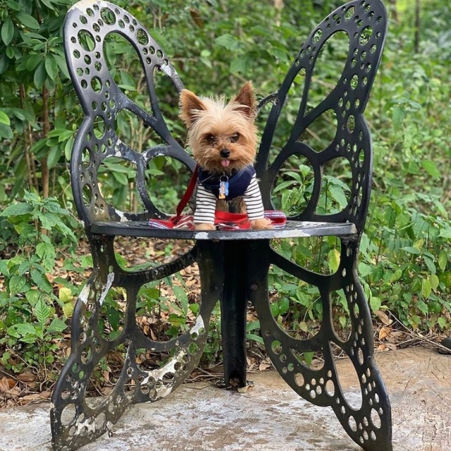 Dog Bazaar Tonight! Meet THE best local dog vendors. Masks on Garden party. 5pm-7:30pm. Stroll, shop, and be happy! 🐶💚☺️ link in bio for tickets: Dog Dates
.
📸: @mightykingsimba 
.
#fairchildgarden #beautifulplaces #dogdates #fairchildtropicalgarden