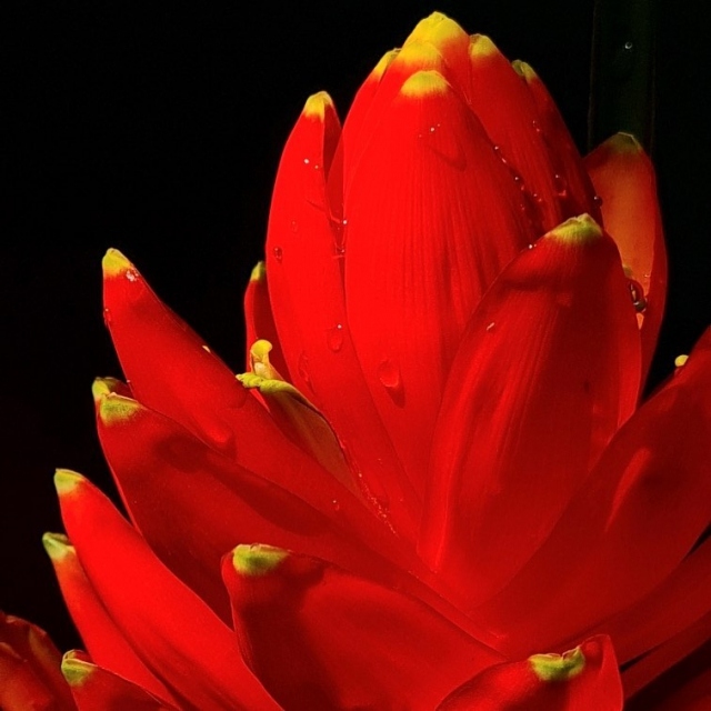 Scarlet torch banana (Musa coccinea) is a gorgeous small banana species from tropical China and Vietnam.  It is in full flower in the Tropical Plant Conservatory. Many thanks to @thehuntingtonlibrary for sharing this exquisite species with us. 💚
📸: @chadhusby 
.
#fairchildtropicalgarden #thetropics #beautifulplaces #fairchildgarden