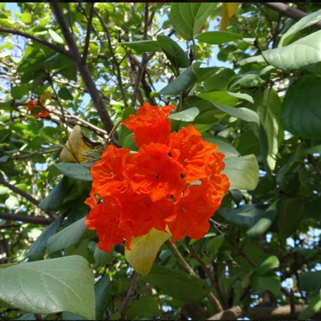 This beautiful Orange geiger tree, Cordia sebestena, is one of 120 plants which make up the Fairchild #OnLincoln initiative. Together with @lincolnrd we have reimagined the landscape on Lincoln Road, providing public, smartphone-accessible interpretation of the plants.💚
.
The Orange geiger is a tough native tree that makes a great urban street tree in the tropics, growing slowly to a height of 30 feet. It blooms with attractive bright orange flowers throughout the year, especially in summer. Its stiff, dark green leaves are rough and hairy, feeling much like sandpaper.💚
.
Be sure to visit Lincoln Road and explore over 120 plants with QR-coded signs which have been installed on trees, palms, and orchids, connecting you to plant-specific information and media.💚
.
#fairchildtropicalgarden #miamisgarden #fairchildgarden #fairchildonlincoln #thetropics #miamibeach #beautifulplaces