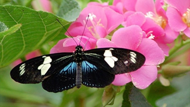These beautiful Heliconius doris from Ecuador, emerging simultaneously, will soon be ready to be released into their new home. #wingsofthetropics 🦋 #fairchildtropicalgarden 💚