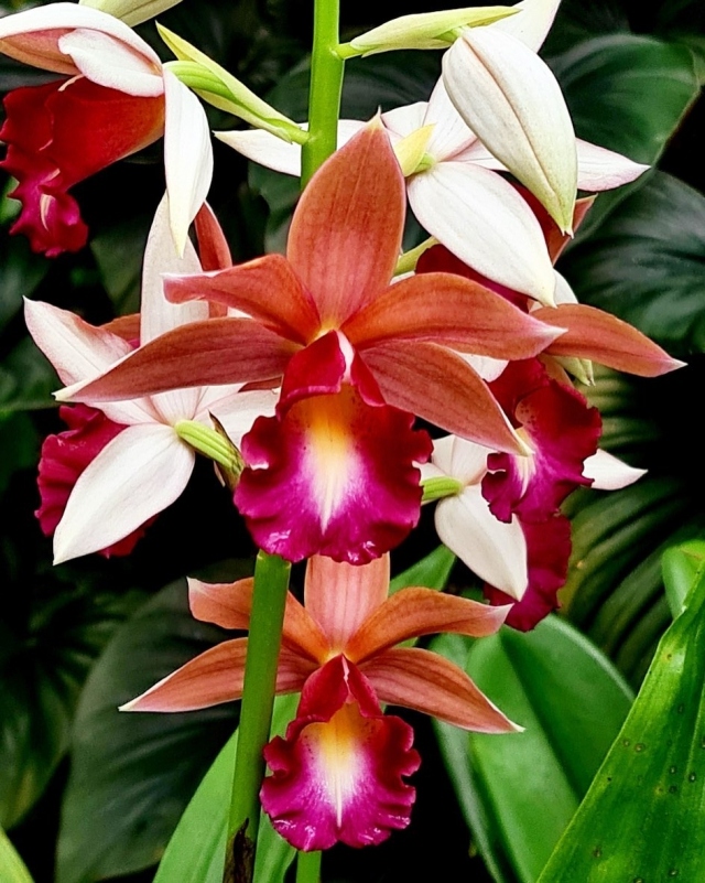 It’s another beautiful day at the Garden and this Phaius ‘Lady Ramona Harris’ is in full bloom in our Whitman Pavilion. Lady Ramona produces upright flower spikes that can stretch up to 2-3 feet tall. This terrestrial orchid prefers to be in low to medium light and to be watered at the roots which need to be kept evenly moist.💚
.
#fairchildtropicalgarden #orchidsofinstagram #fairchildgarden #beautifulplaces