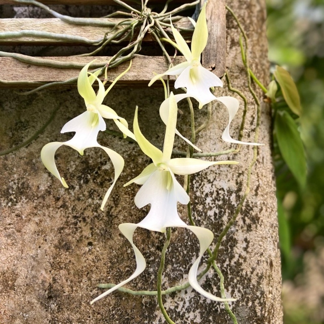 And then there were three! 🥰 Don’t miss this rare Ghost Orchid, blooming right now in our conservatory. It is named for its hard-to-see roots which blend in with the surroundings, creating the illusion that the flowers are floating like ghosts. These orchids are so rare because they can only be pollinated by the giant sphinx moth and can only grow if their seeds land on a tree trunk covered in a specific type of moss.  Cultivating  ghosts orchids is extremely difficult, but after three years of expert care, this beauty is in full bloom! 💚 congratulations @brettjestrow