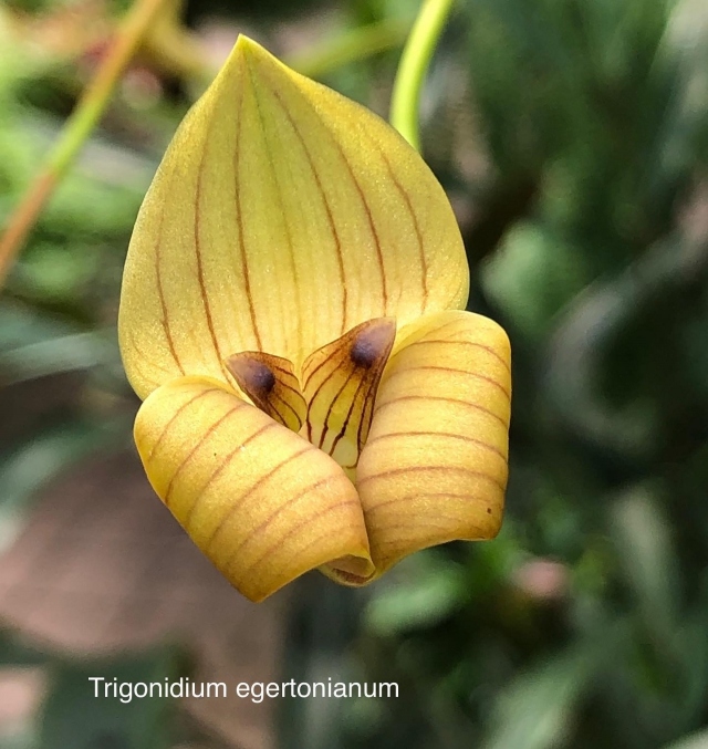 Happy National Orchid Day! Today we celebrate the spectacular world of Orchids!  The Garden is bursting with a wide variety of orchid blooms everyday. Be sure to visit this Spring to witness these beauties in person 💚 @nationalorchidgarden