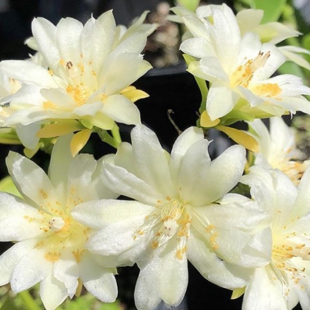 Transform your home Garden into a tropical oasis with plants grown by Fairchild’s team of experts. 💚 Use code CELEBRATE to receive 20% off your online order 😊 Link in bio
.
#miamisgarden #myfairchild #fairchildtropicalgarden #tropicalplants #beautifulplaces