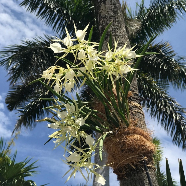 Did you know that Lincoln Road is home to over 1200 orchids! Fairchild and @lincolnrd have reimagined the landscape of Lincoln Road as a botanic garden. 💚 Please join us this Sunday, April 25th at 11:00 a.m. for a 45-minute guided tour of Lincoln Road’s orchids and tropical plantings, led by Fairchild Tropical Botanic Garden Director, Dr. Carl Lewis and Dr. Jason Downing, Fairchild’s Orchid Biologist 😊
Link in bio to register 
.
#fairchildtropicalbotanicgarden #miamisgarden #onlincoln #fairchildonlincoln #beautifulplaces