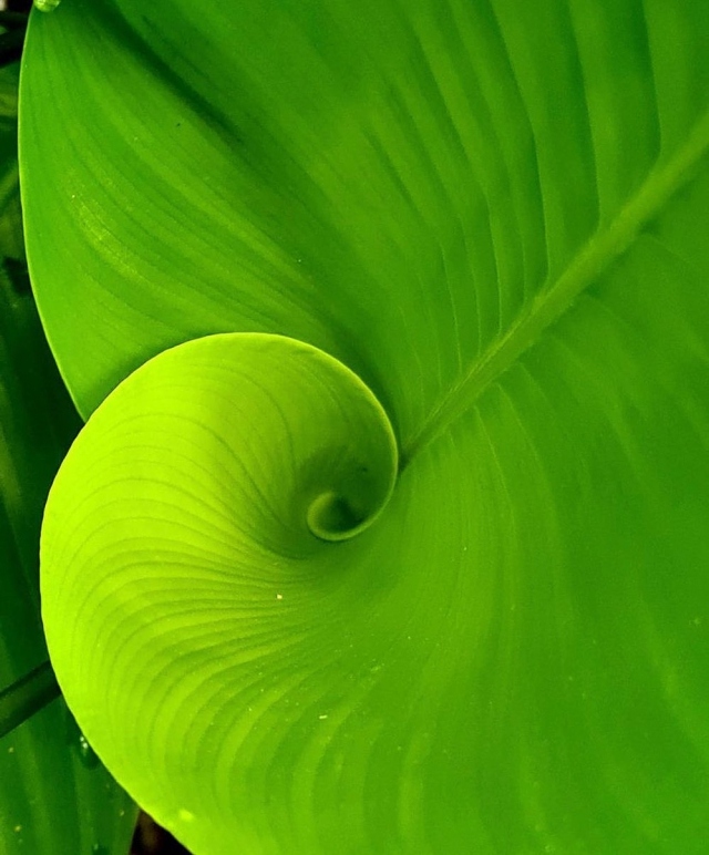 Ice blue calathea (Calathea burle-marxii ‘Ice-Blue’) has stunning inflorescences and the subtle beauty of the spira mirabilis (equiangular spiral). You can see this wonder in our Tropical Plant Conservatory 💚
.
📸: @chadhusby , our amazing Chief Explorer
.
#fairchildtropicalgarden #miamisgarden #myfairchild #beautifulplaces