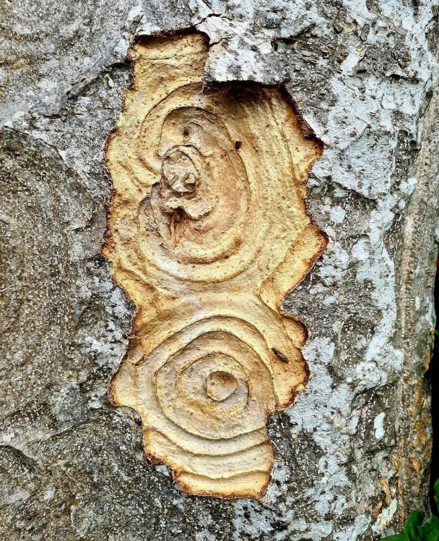 You have to come see this grand specimen of Gmelina arborea growing near the tram plaza by the visitors center. Look at these striking patterns of concentric rings on its bark! 💚
.
#fairchildtropicalgarden #miamisgarden #myfairchild #beautifulplaces